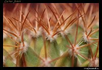cactus-forest-IMG 3752